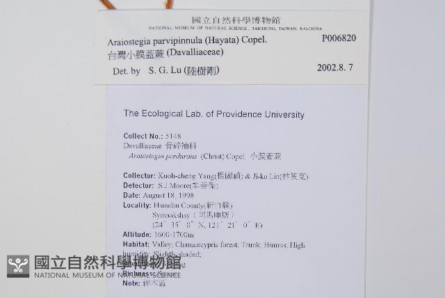 台灣小膜蓋蕨藏品圖，第2張