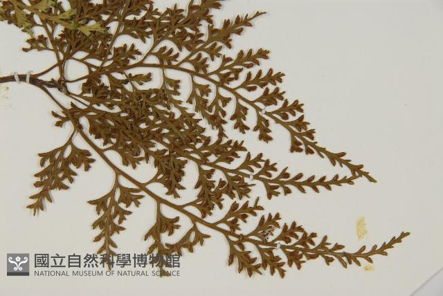 骨碎補鐵角蕨藏品圖，第3張