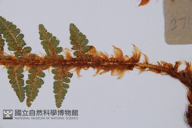 密毛鱗毛蕨藏品圖，第3張
