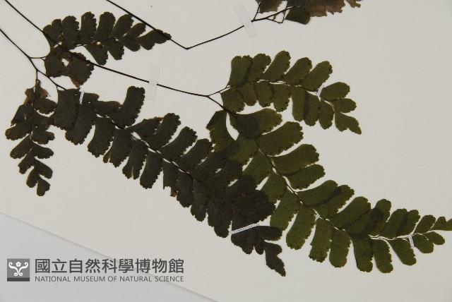 長尾鐵線蕨藏品圖，第3張