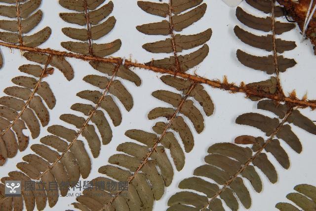 闊鱗鱗毛蕨藏品圖，第3張