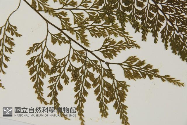 骨碎補鐵角蕨藏品圖，第3張