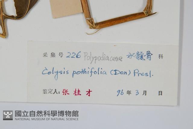 大線蕨藏品圖，第2張