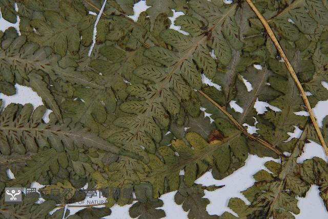 擬德氏雙蓋蕨藏品圖，第3張