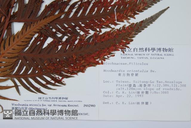 臺灣狗脊蕨藏品圖，第2張