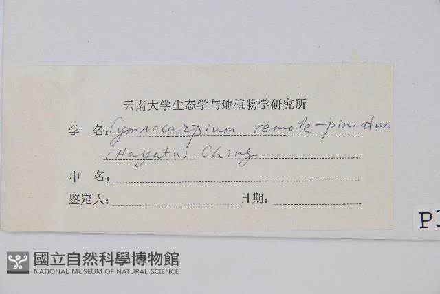 細裂羽節蕨藏品圖，第3張