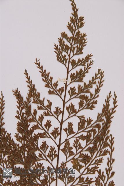 骨碎補鐵角蕨藏品圖，第3張