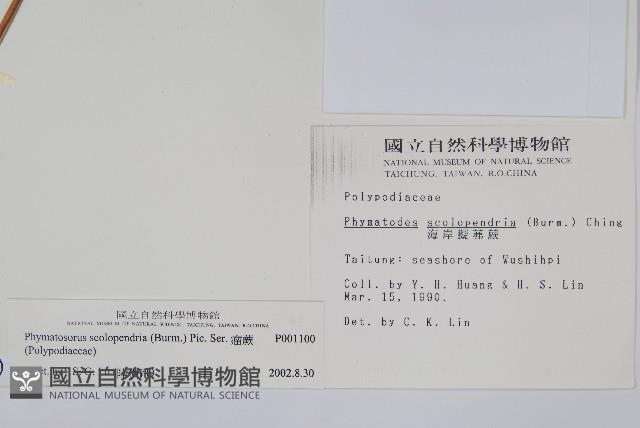 海岸擬茀蕨、海岸星蕨藏品圖，第2張