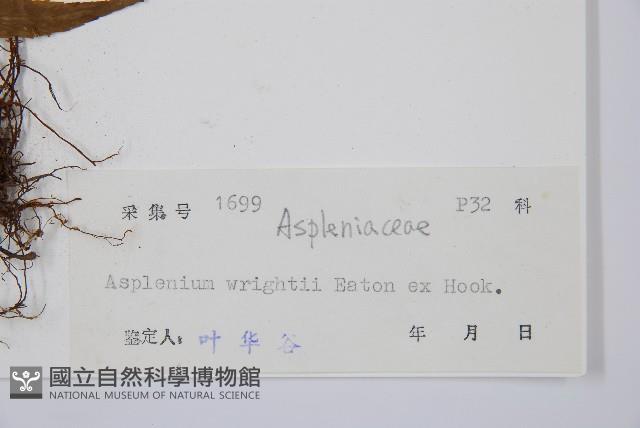 萊氏鐵角蕨藏品圖，第3張