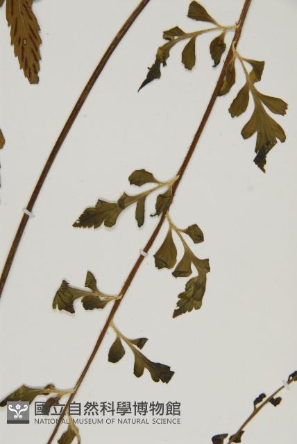 裂葉鐵角蕨藏品圖，第3張