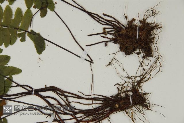 生芽鐵角蕨藏品圖，第3張