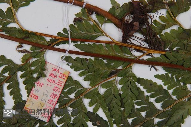 Accession Number:P005700 Collection Image, Figure 3, Total 5 Figures