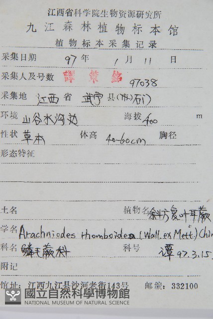 斜方複葉耳蕨藏品圖，第2張