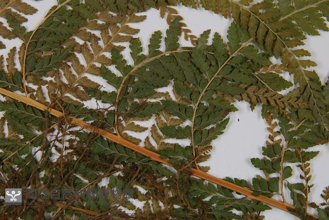 粗毛鱗蓋蕨藏品圖，第3張