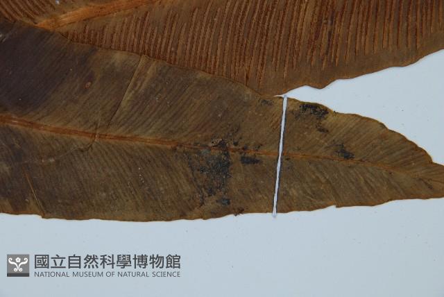 長葉巢蕨藏品圖，第2張