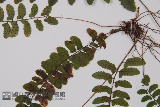 紅苞蹄蓋蕨藏品圖，第3張