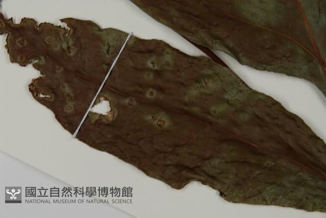 沙皮蕨藏品圖，第3張