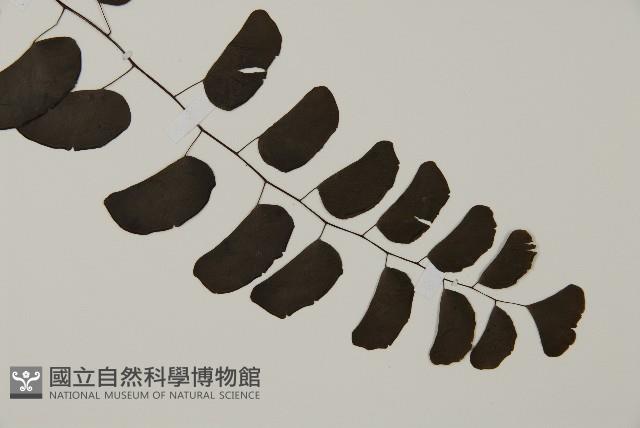 半月形鐵線蕨藏品圖，第3張