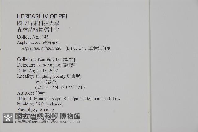 革葉鐵角蕨藏品圖，第2張