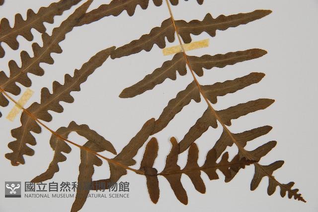 栗蕨藏品圖，第3張