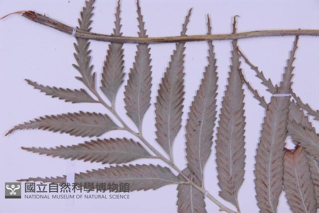 蘭嶼鐵角蕨藏品圖，第3張