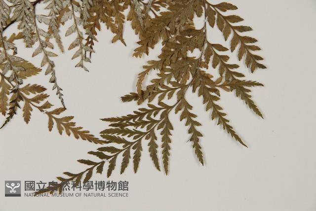 粉葉蕨藏品圖，第3張