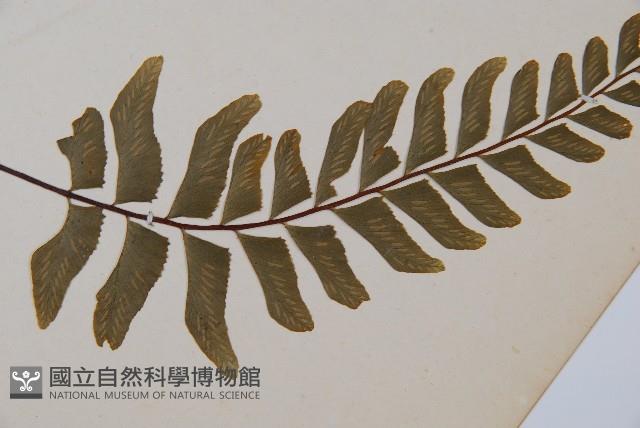 單邊鐵角蕨藏品圖，第3張