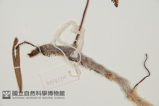 圓蓋陰石蕨藏品圖，第6張