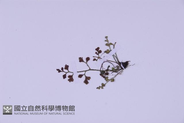 銀杏葉鐵角蕨藏品圖，第3張