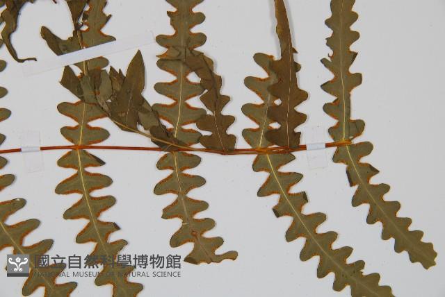 栗蕨藏品圖，第6張