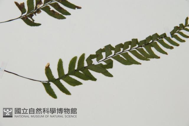 單邊鐵角蕨藏品圖，第3張