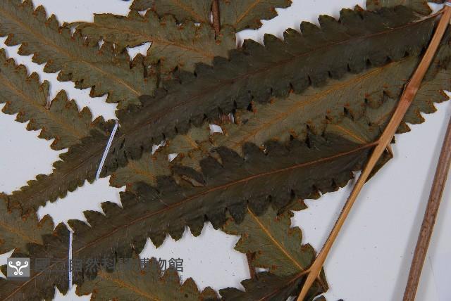 邊緣鱗蓋蕨藏品圖，第3張