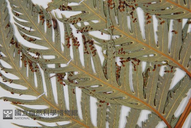 東方狗脊蕨藏品圖，第3張