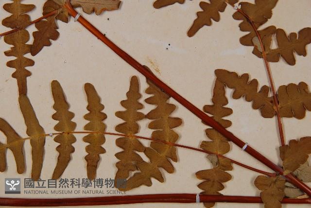 栗蕨藏品圖，第3張