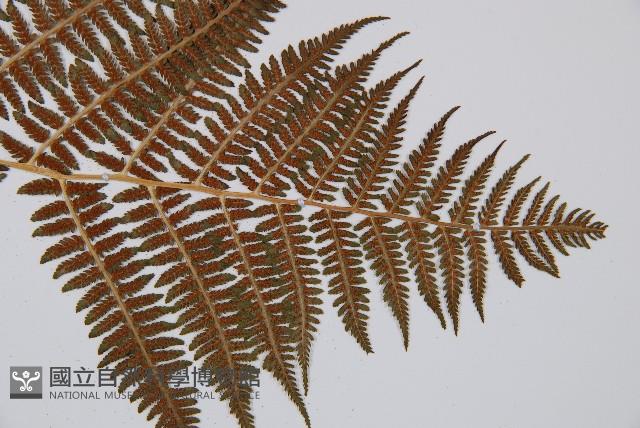 短葉蹄蓋蕨藏品圖，第6張
