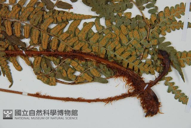 闊鱗鱗毛蕨藏品圖，第3張