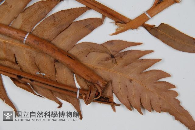 生芽狗脊蕨、頂芽狗脊蕨藏品圖，第3張