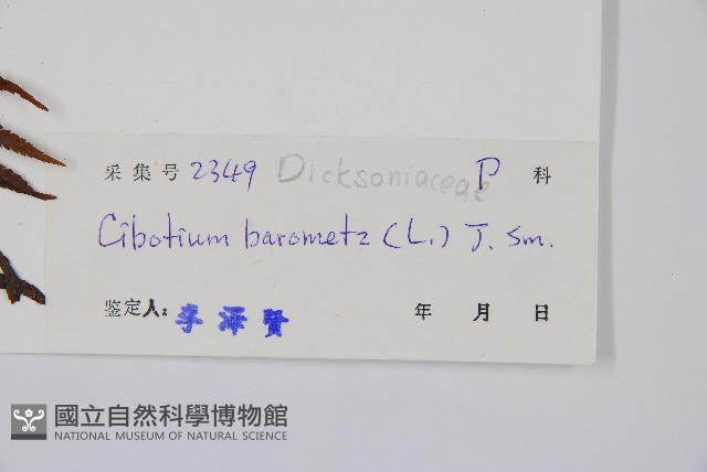 金狗毛蕨藏品圖，第2張