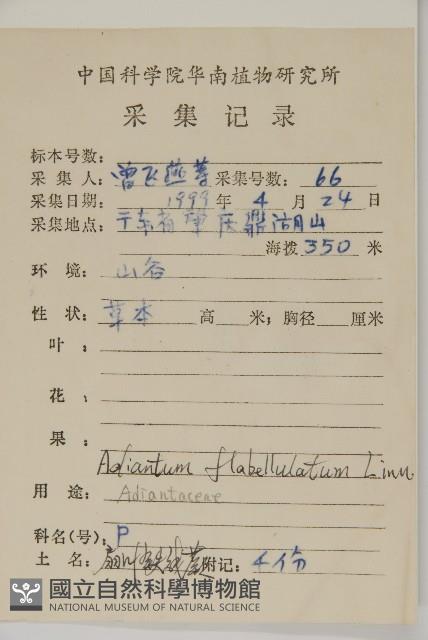 扇葉鐵線蕨藏品圖，第2張