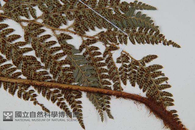 細葉複葉耳蕨藏品圖，第3張
