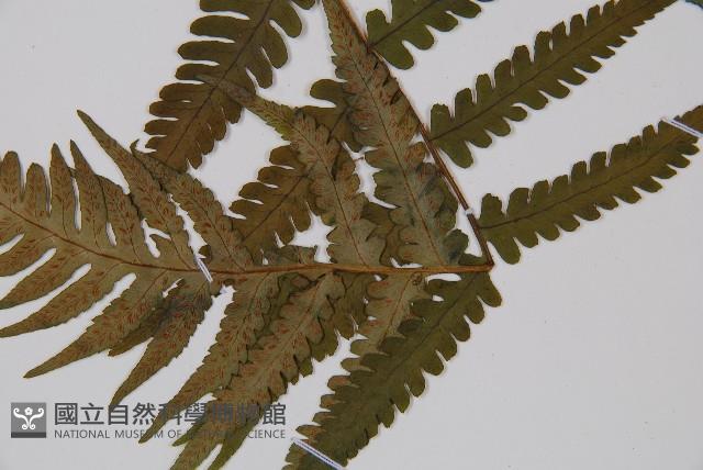 東洋蹄蓋蕨、假蹄蓋蕨藏品圖，第3張