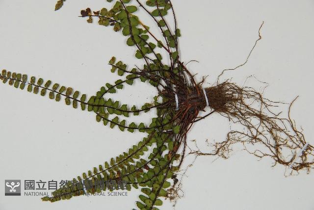 鐵角蕨藏品圖，第3張