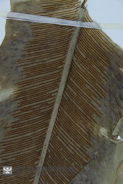 臺灣山蘇花藏品圖，第3張