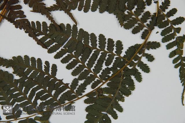 川上氏雙蓋蕨藏品圖，第3張