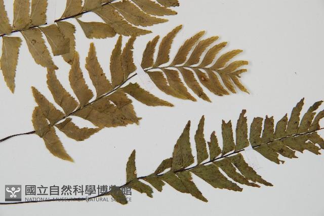 單邊鐵角蕨藏品圖，第3張