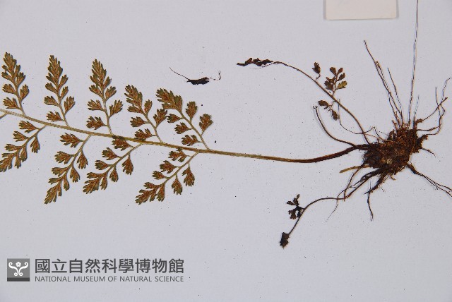 小葉鐵角蕨藏品圖，第3張