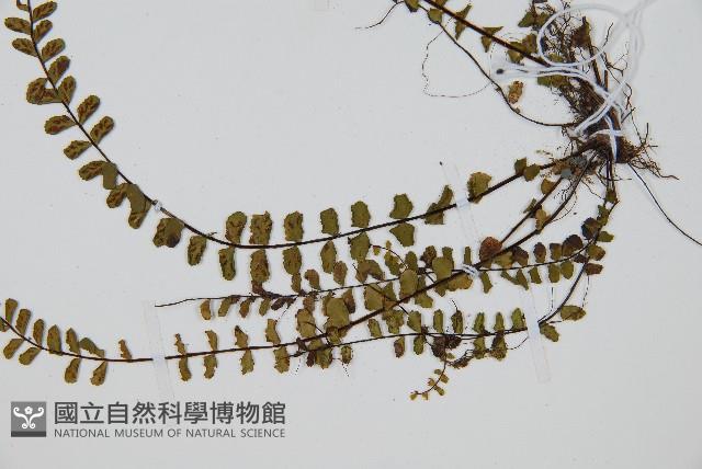鐵角蕨藏品圖，第3張