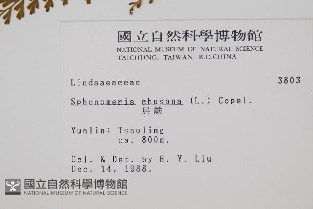 烏蕨藏品圖，第2張