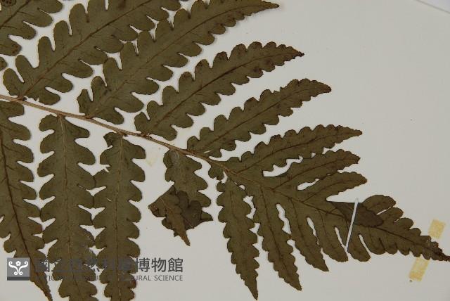 網脈突齒蕨藏品圖，第3張