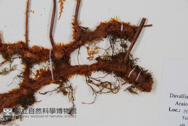 台灣小膜蓋蕨藏品圖，第3張